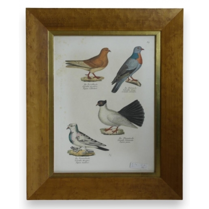 Engraving ‘Pigeons’ by Moinat SA – Antiques and decorative items – Engravings, lithographs