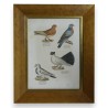 Gravure "Pigeons"  sur Moinat SA  - Antiquités décoration -  Gravures, Lithos