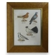 Gravure "Pigeons"
