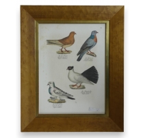 Gravure "Pigeons"