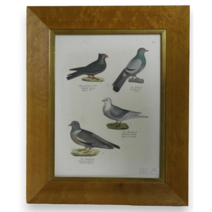 Engraving ‘Pigeons’ by Moinat SA – Antiques and decorative items – Engravings, lithographs