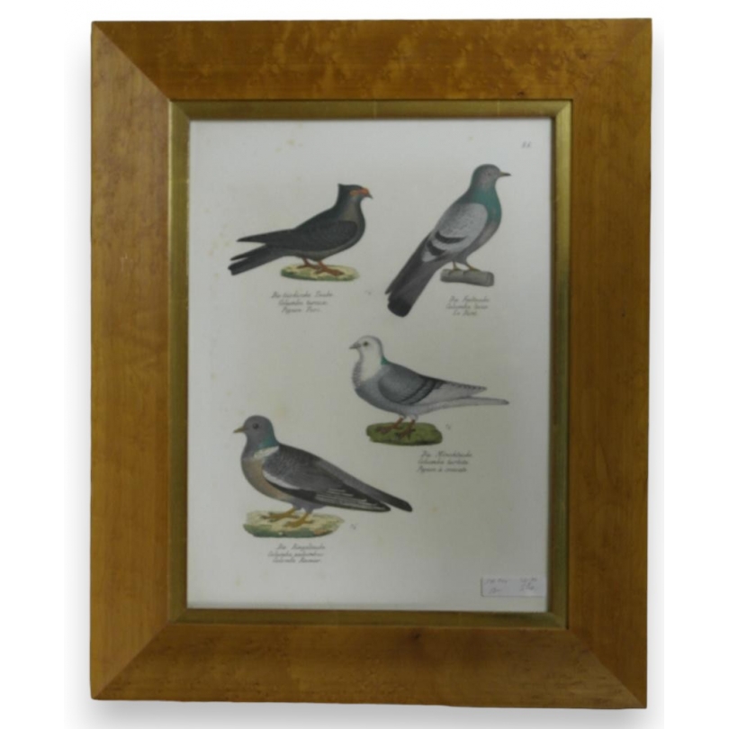 Gravure "Pigeons"  sur Moinat SA  - Antiquités décoration -  Gravures, Lithos