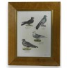 Gravure "Pigeons"  sur Moinat SA  - Antiquités décoration -  Gravures, Lithos