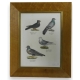 Gravure "Pigeons"