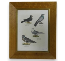 Gravure "Pigeons"