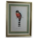 Gravure "Trogon Mexicanus" par GOULD