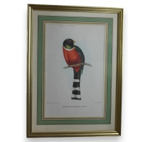 Gravure "Trogon Mexicanus" par GOULD