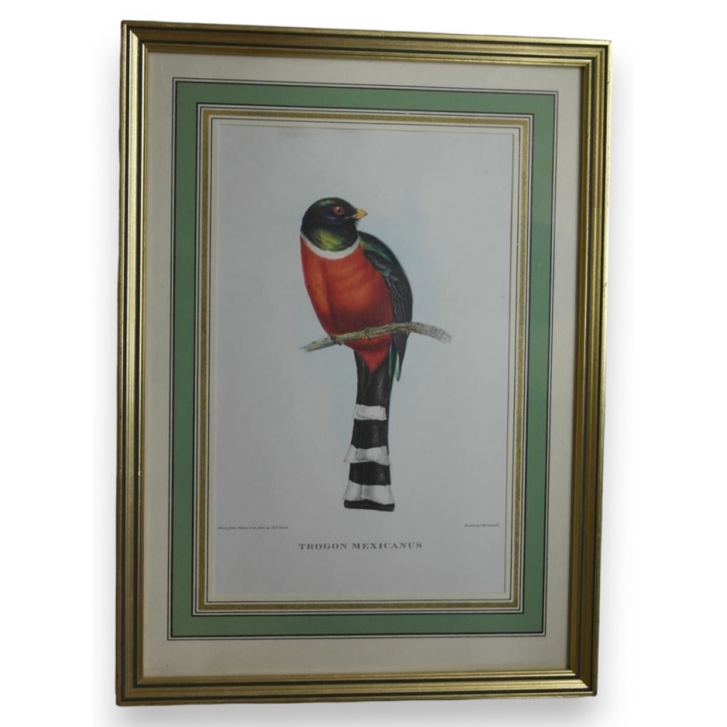 Gravure "Trogon Mexicanus" par GOULD