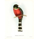 Gravure "Trogon Mexicanus" par GOULD