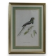 Gravure "Trogon Gigas" par GOULD