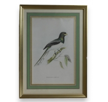Gravure "Trogon Gigas" par GOULD