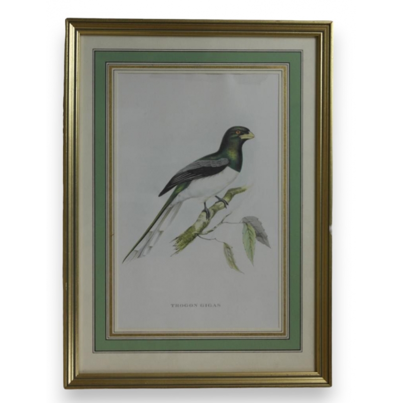 Gravure "Trogon Gigas" par GOULD