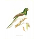 Gravure "Trogon Gigas" par GOULD