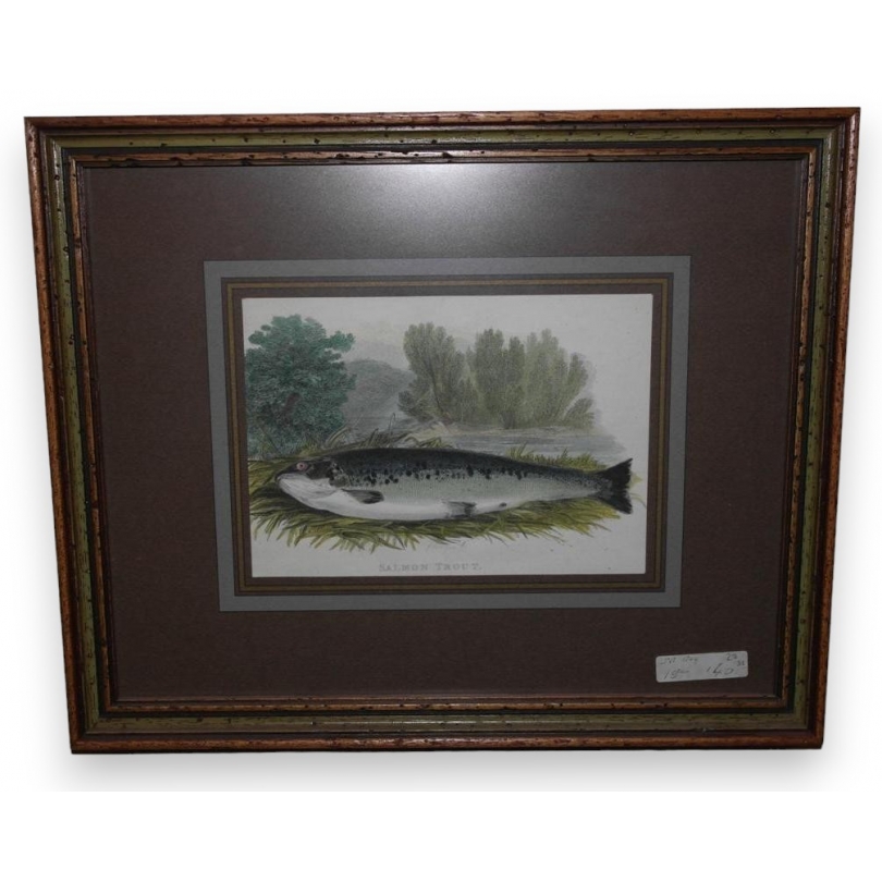 Gravure "salmon trout"  sur Moinat SA  - Antiquités décoration -  Gravures, Lithos