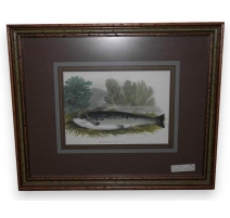 Gravure "salmon trout"