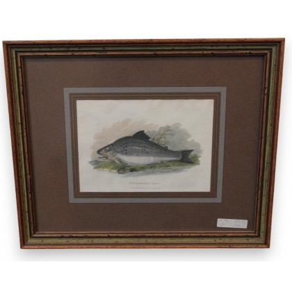 Engraving ‘Extraordinary Trout’ by Moinat SA – Antiques and decorative items – Engravings, lithographs