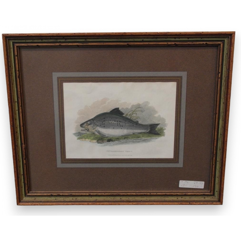 Gravure "Extraordinary Trout"  sur Moinat SA  - Antiquités décoration -  Gravures, Lithos