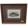 Gravure "Extraordinary Trout"  sur Moinat SA  - Antiquités décoration -  Gravures, Lithos