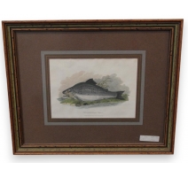Gravure "Extraordinary Trout"