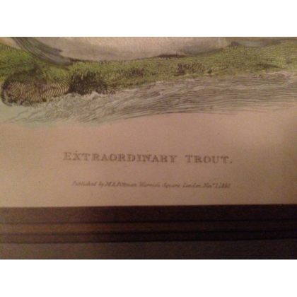 Gravure "Extraordinary Trout"  sur Moinat SA  - Antiquités décoration -  Gravures, Lithos