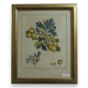 Gravure "Azerolier d'Italie"