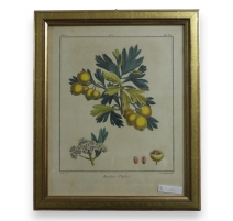 Gravure "Azerolier d'Italie"