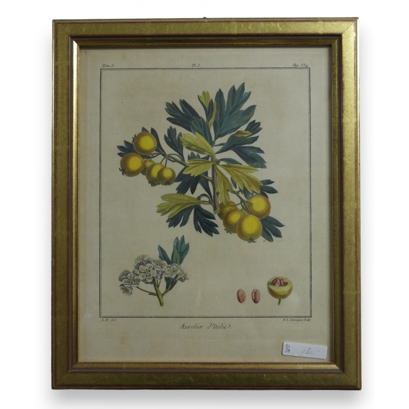 Gravure "Azerolier d'Italie"