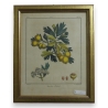 Gravure "Azerolier d'Italie"