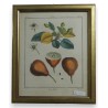 Gravure "Roy d'été" de AUBRIET  sur Moinat SA  - Antiquités décoration -  Gravures, Lithos