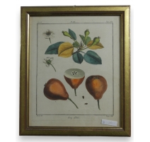 Gravure "Roy d'été" de AUBRIET
