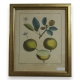 Gravure "Bergamotte d'automne" AUBRIET