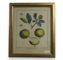 Gravure "Bergamotte d'automne" AUBRIET