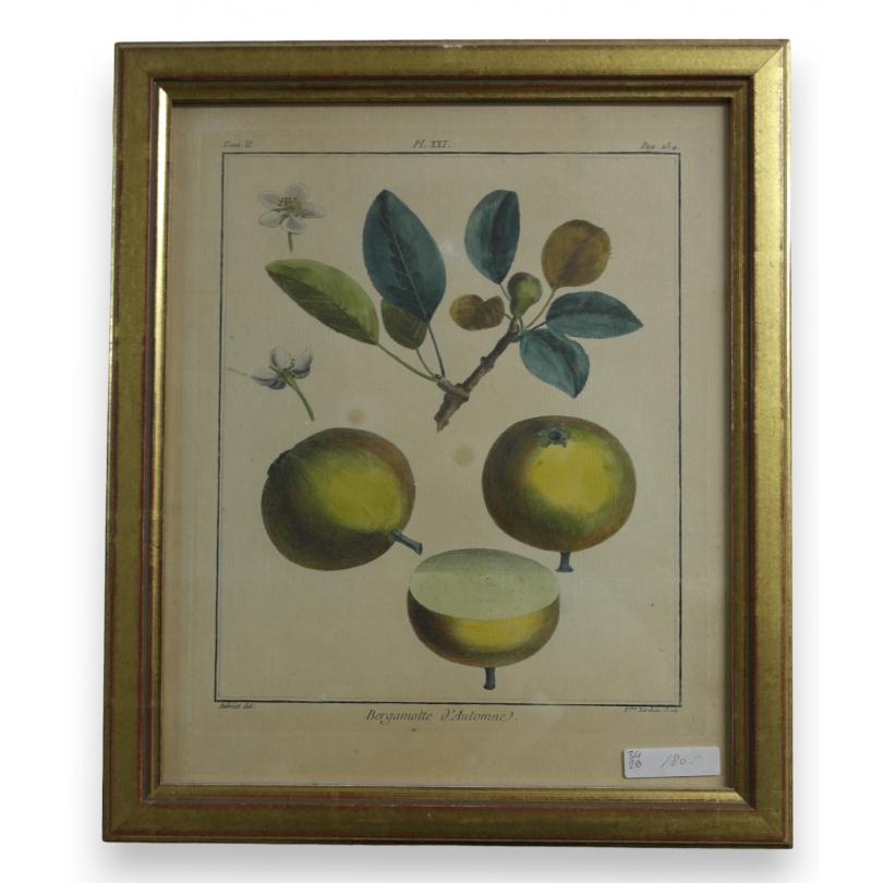 Gravure "Bergamotte d'automne" AUBRIET