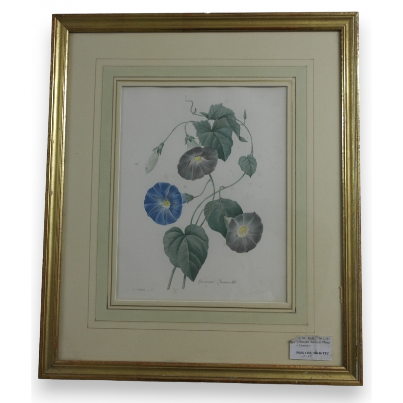 Gravure "Liseron" de Redouté  sur Moinat SA  - Antiquités décoration -  Gravures, Lithos
