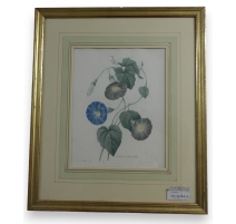 Gravure "Liseron" de Redouté