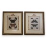Pair of ‘butterflies’ engravings by Moinat SA – Antiques and decorative items – Engravings, lithographs