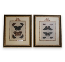 Paire de gravures "papillons"