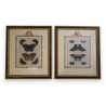 Paire de gravures "papillons"