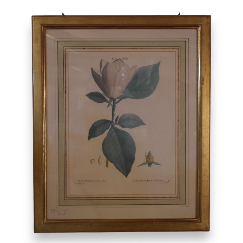 Engraving ‘Magnolia’ by P.J. REDOUTÉ  at Moinat SA  – Antiques and decorative items –  Engravings, lithographs