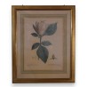 Engraving ‘Magnolia’ by P.J. REDOUTÉ  at Moinat SA  – Antiques and decorative items –  Engravings, lithographs