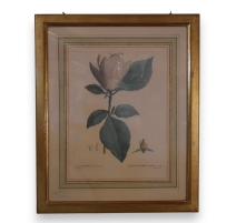 Gravure "Magnolier" par P.J. REDOUTÉ