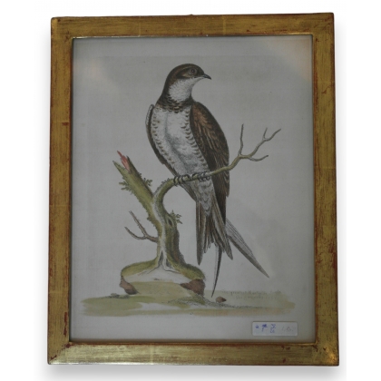 Engraving entitled ‘The greatest Martin or Swift’ by Moinat SA – Antiques and decorative items – Engravings, lithographs