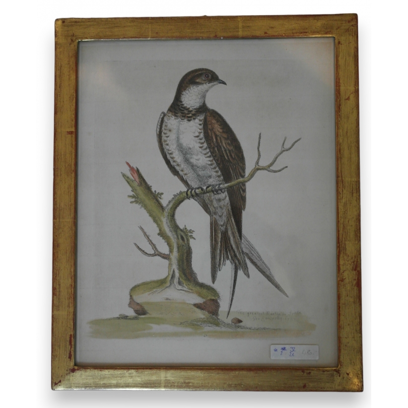 Engraving entitled ‘The greatest Martin or Swift’ by Moinat SA – Antiques and decorative items – Engravings, lithographs