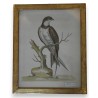 Engraving entitled ‘The greatest Martin or Swift’ by Moinat SA – Antiques and decorative items – Engravings, lithographs