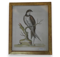 Gravure "The greatest Martin or Swift"