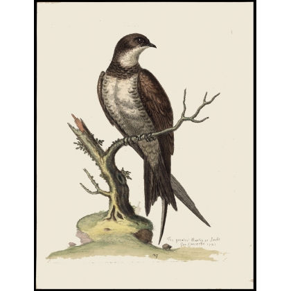 Engraving entitled ‘The greatest Martin or Swift’ by Moinat SA – Antiques and decorative items – Engravings, lithographs