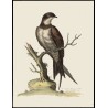 Engraving entitled ‘The greatest Martin or Swift’ by Moinat SA – Antiques and decorative items – Engravings, lithographs