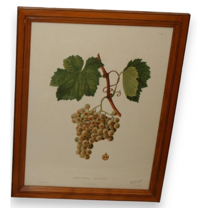 Engraving of ‘White Malvoisie’ grapes by Moinat SA – Antiques and decorative items – Engravings, lithographs