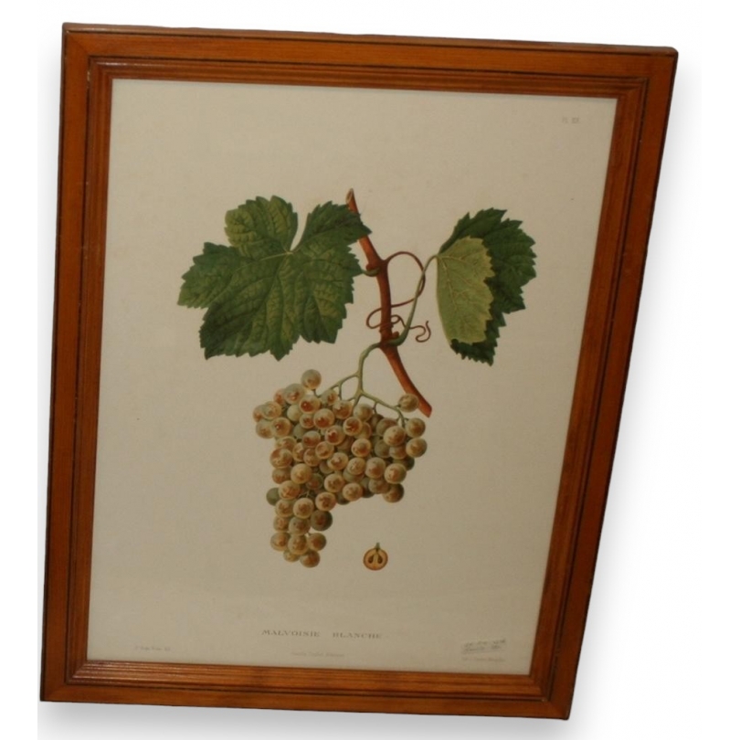 Engraving of ‘White Malvoisie’ grapes by Moinat SA – Antiques and decorative items – Engravings, lithographs