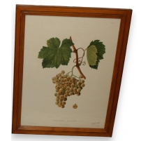 Gravure Raisin "Malvoisie blanche" de